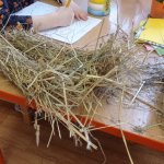 phoca_thumb_m_maena 3 Fotogalerie
